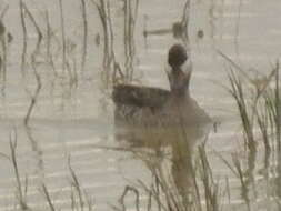 Image of Red-billed Teal