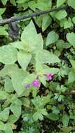 Stachys manantlanensis B. L. Turner resmi