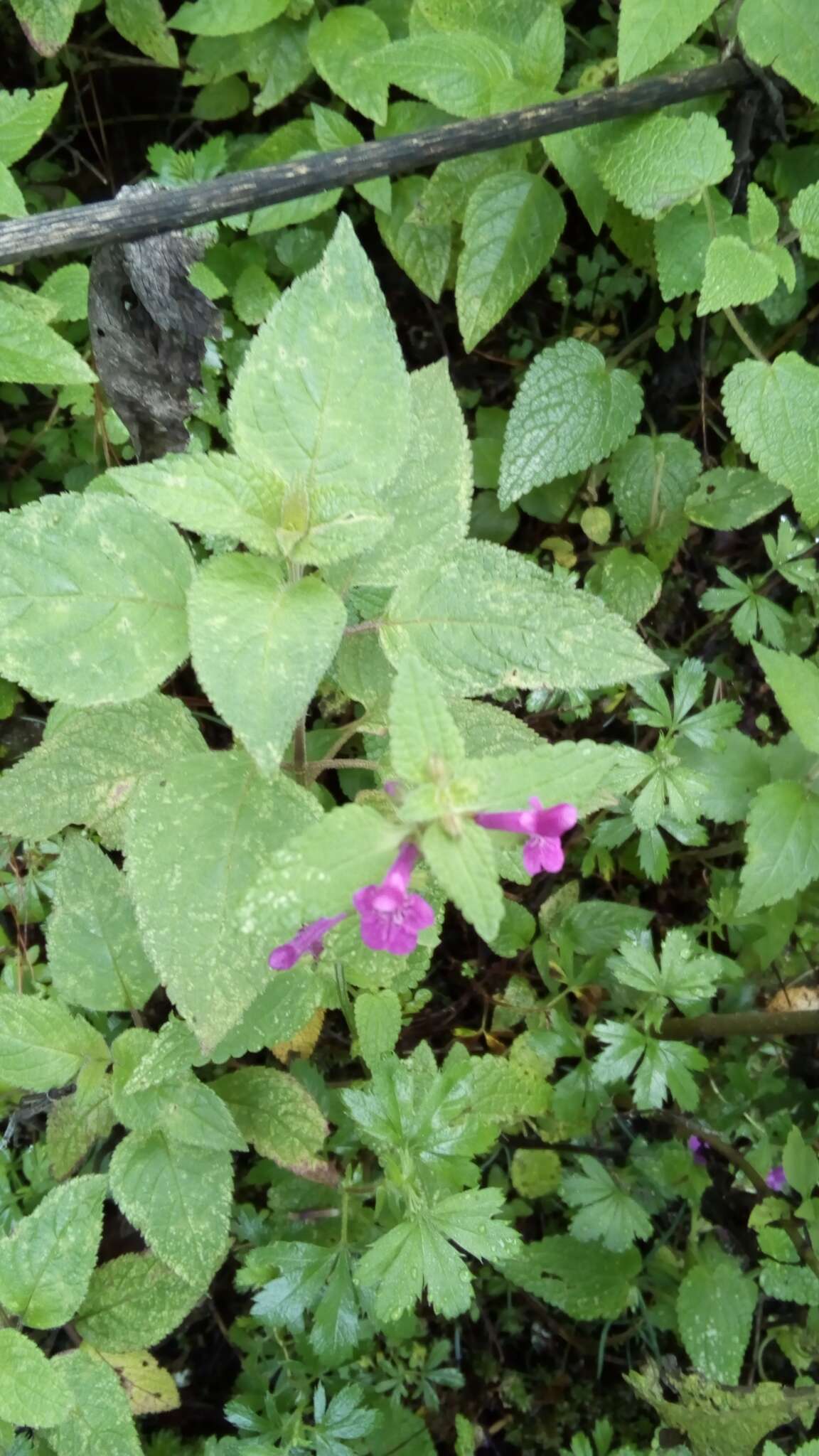 صورة Stachys manantlanensis B. L. Turner