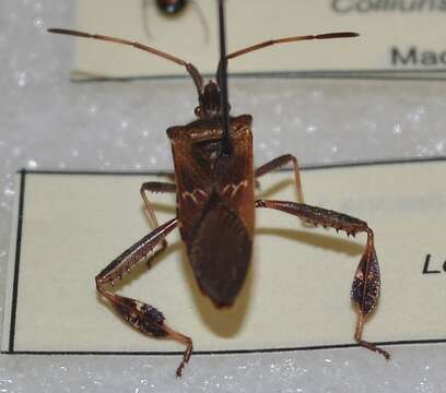 Image of Leaf-footed Pine Seed Bug