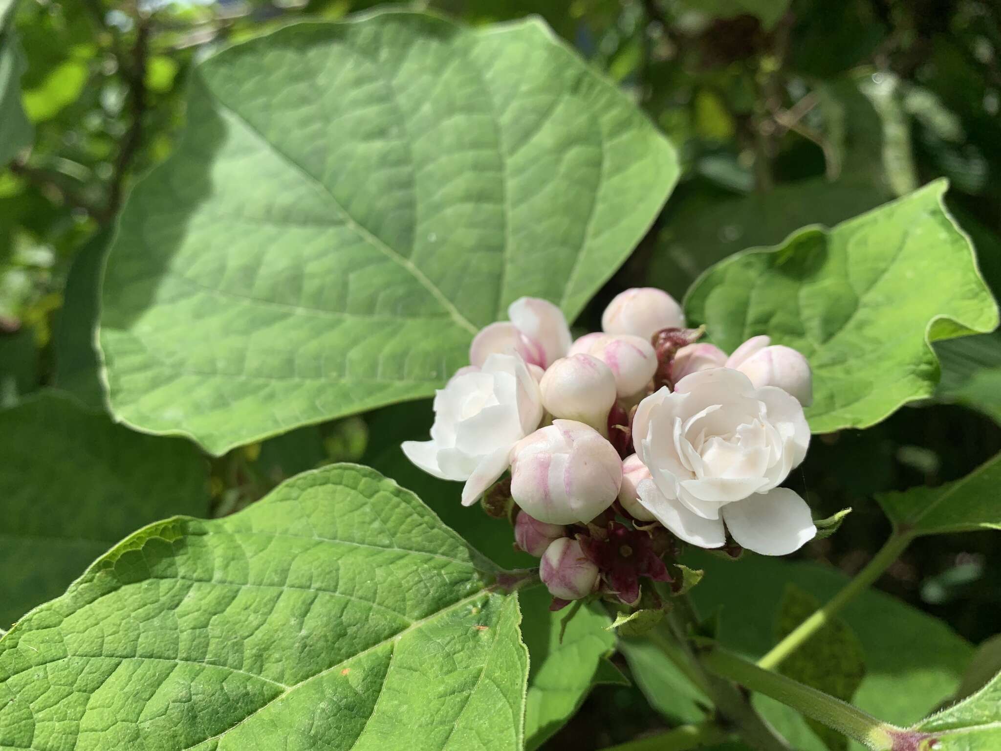 Clerodendrum chinense (Osbeck) Mabb. resmi