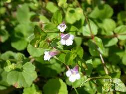 Image of <i>Torenia anagallis</i>