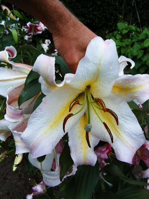 Lilium auratum Lindl. resmi