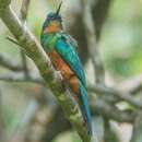 Image of Green-tailed Jacamar