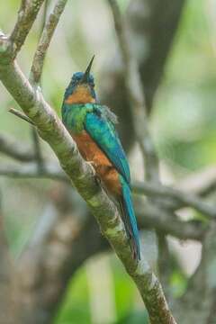 Image of Green-tailed Jacamar