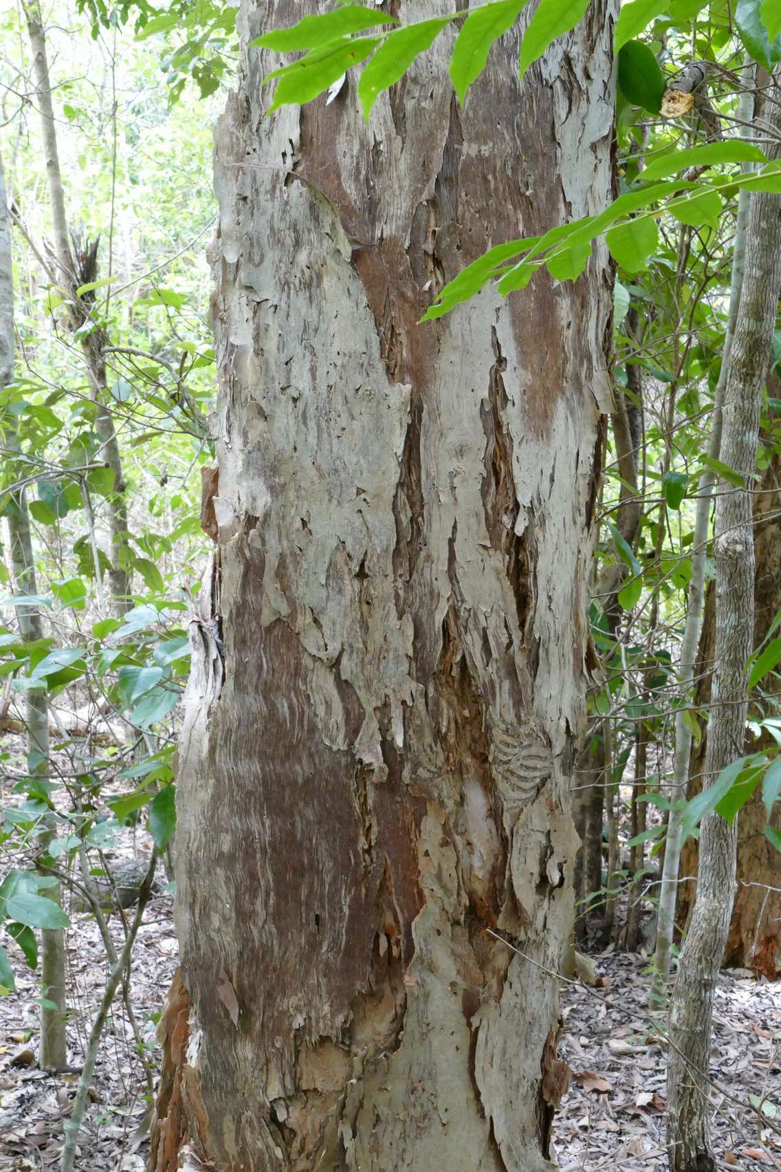 Sivun Melaleuca dealbata S. T. Blake kuva