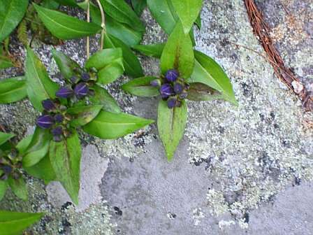 Image of closed bottle gentian