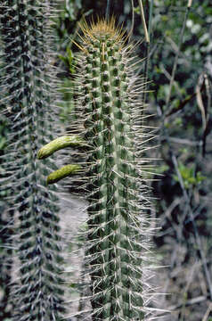 Image of Cleistocactus morawetzianus Backeb.