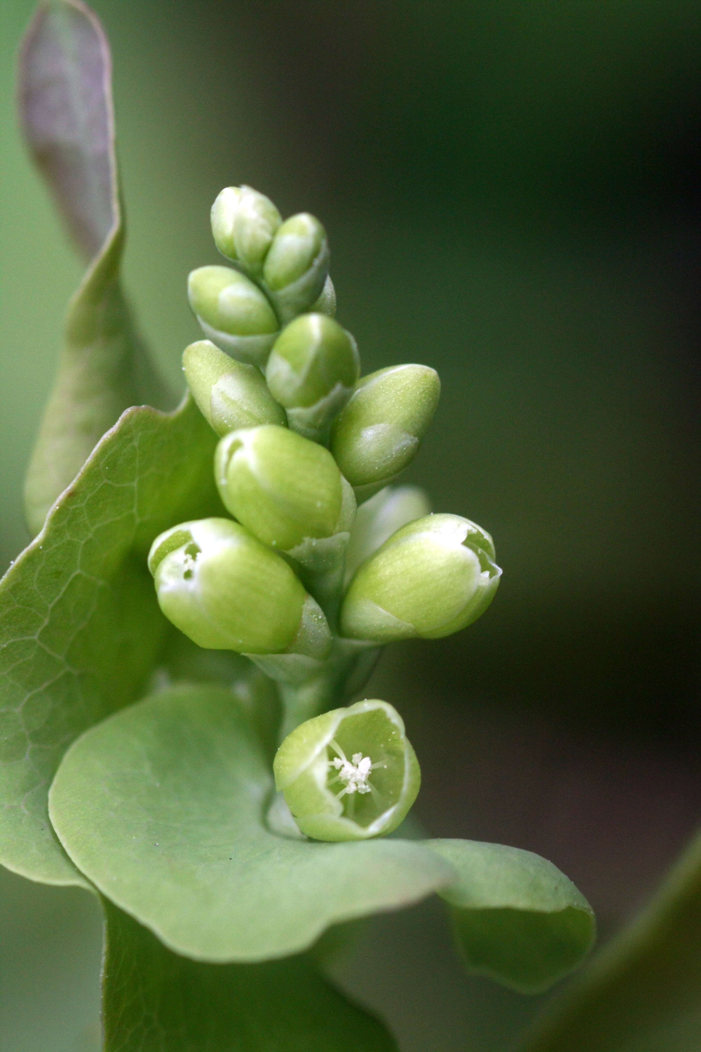 Image of Asiatic Tearthumb