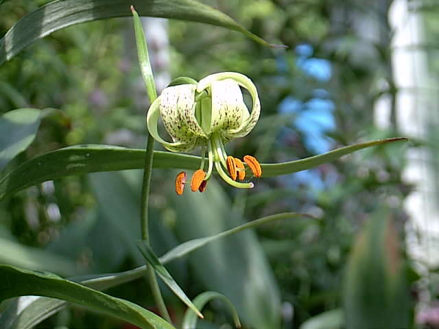 Слика од Lilium fargesii Franch.