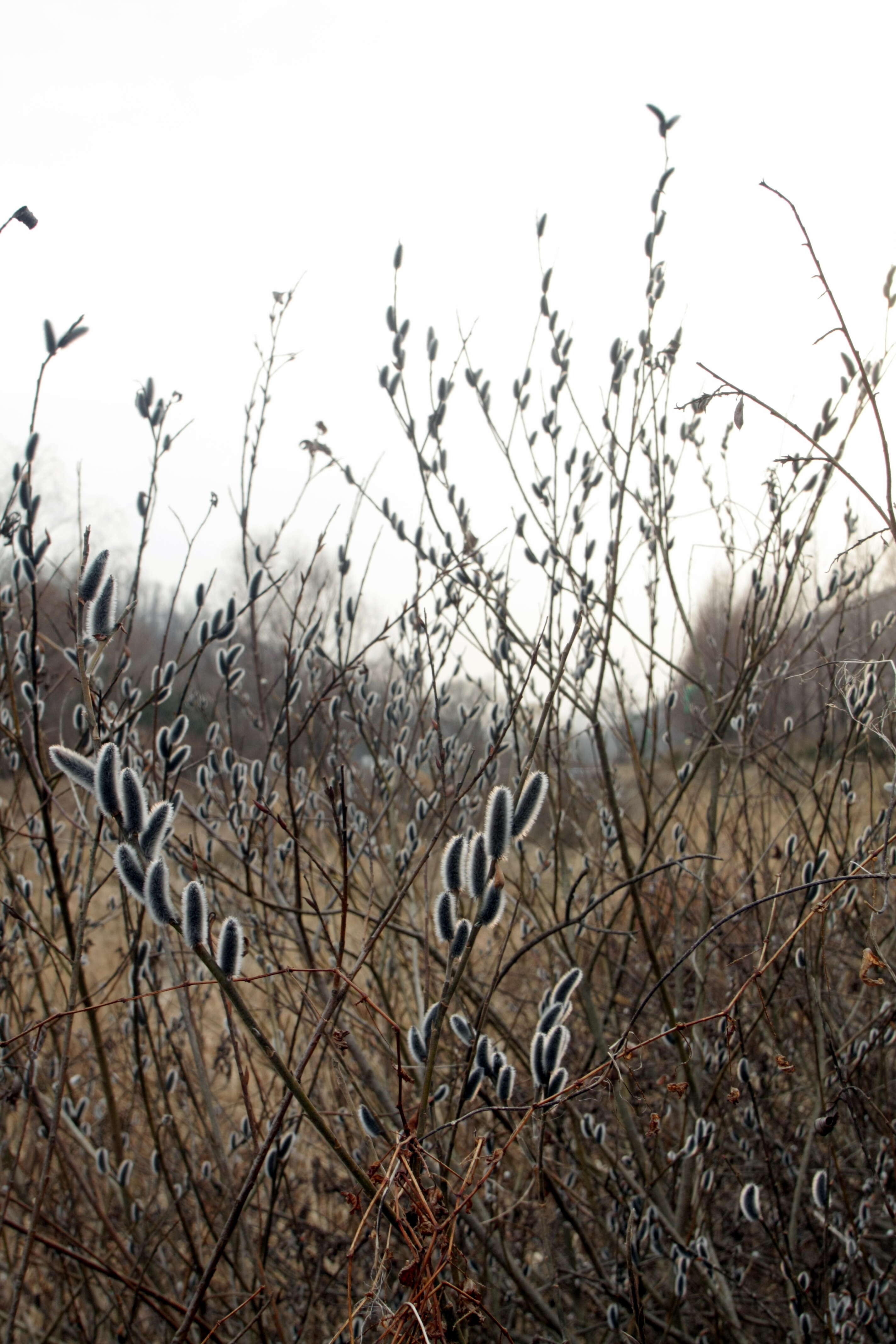 Image of rose-gold pussy willow