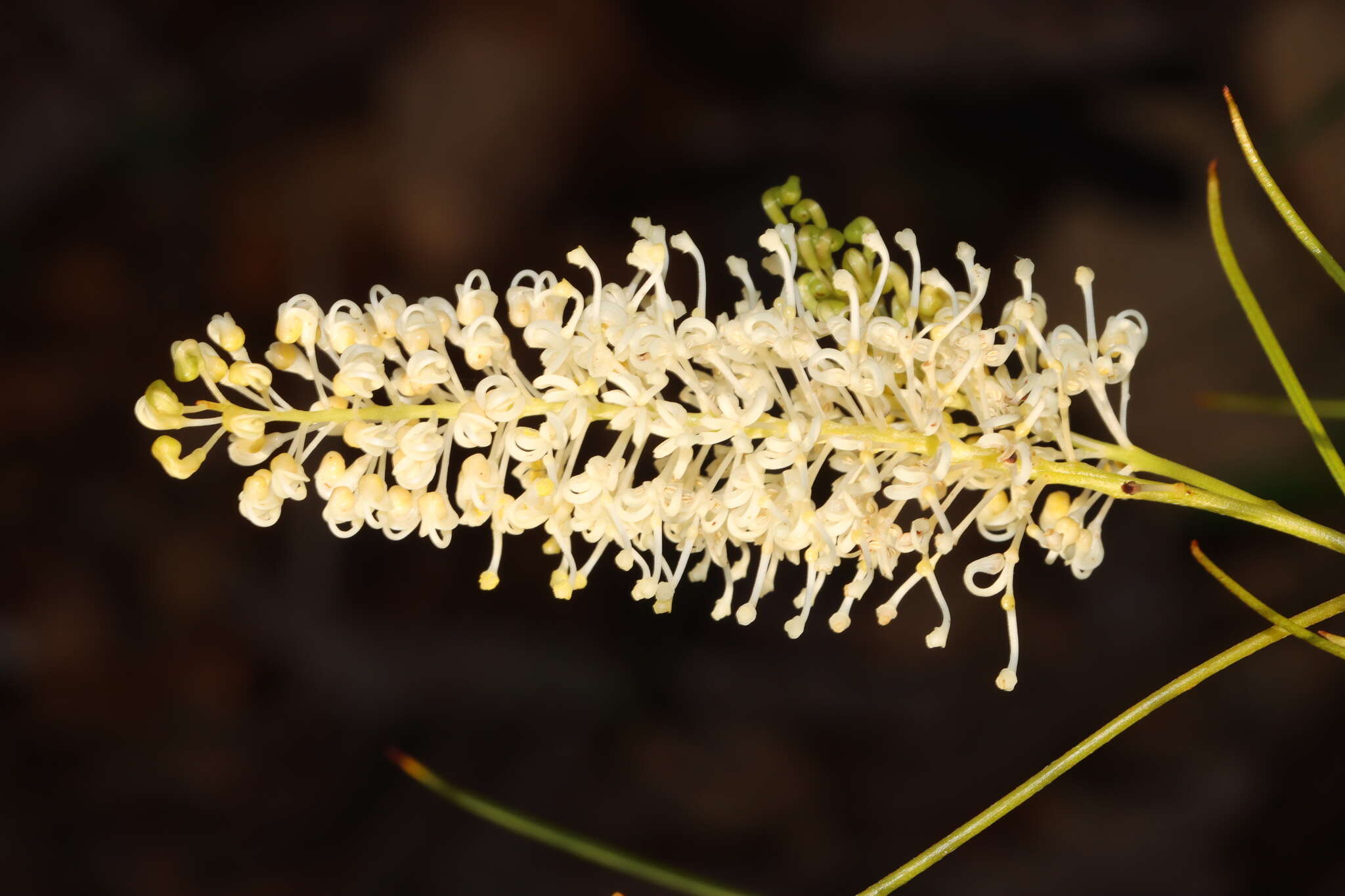 Image of Grevillea obliquistigma subsp. obliquistigma