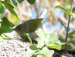 <i>Camaroptera brachyura intercalata</i>的圖片