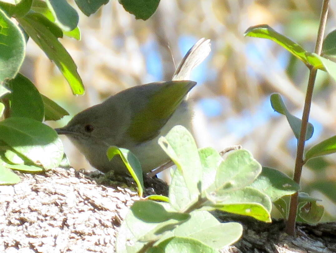 <i>Camaroptera brachyura intercalata</i>的圖片