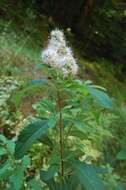 Image of white meadowsweet