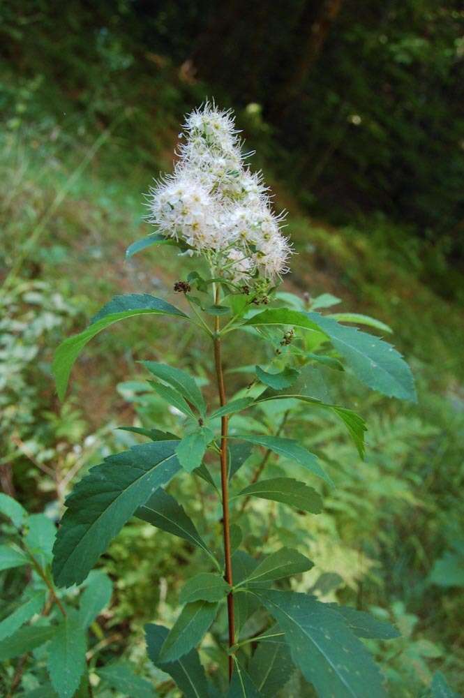 Imagem de Spiraea alba Du Roi