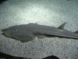 Image of Common Guitarfish