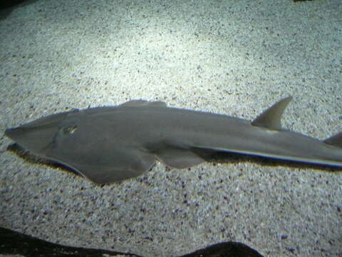 Image of Common Guitarfish