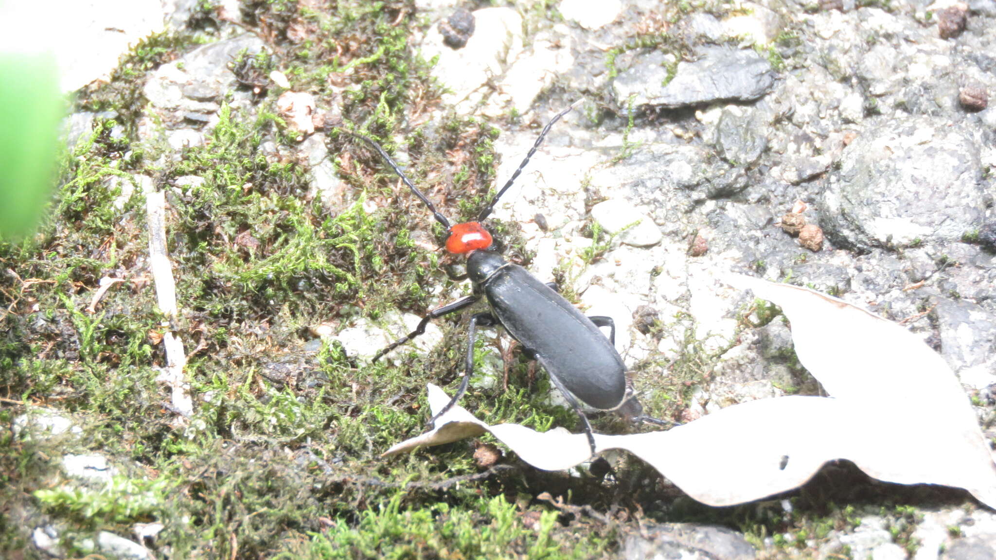 Image of Epicauta hirticornis (Haag-Rutenburg 1880)