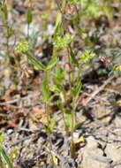 Image of Italian cornsalad