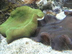 Image of Haddon's Carpet Anemone