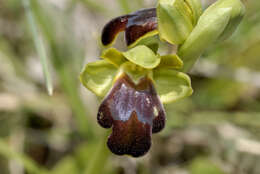 Image of Dark bee orchid