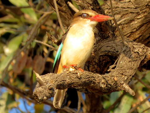 Imagem de Halcyon albiventris orientalis Peters & W 1868