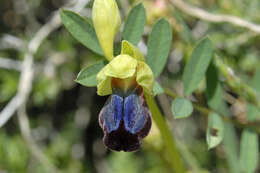 Image of Dark bee orchid