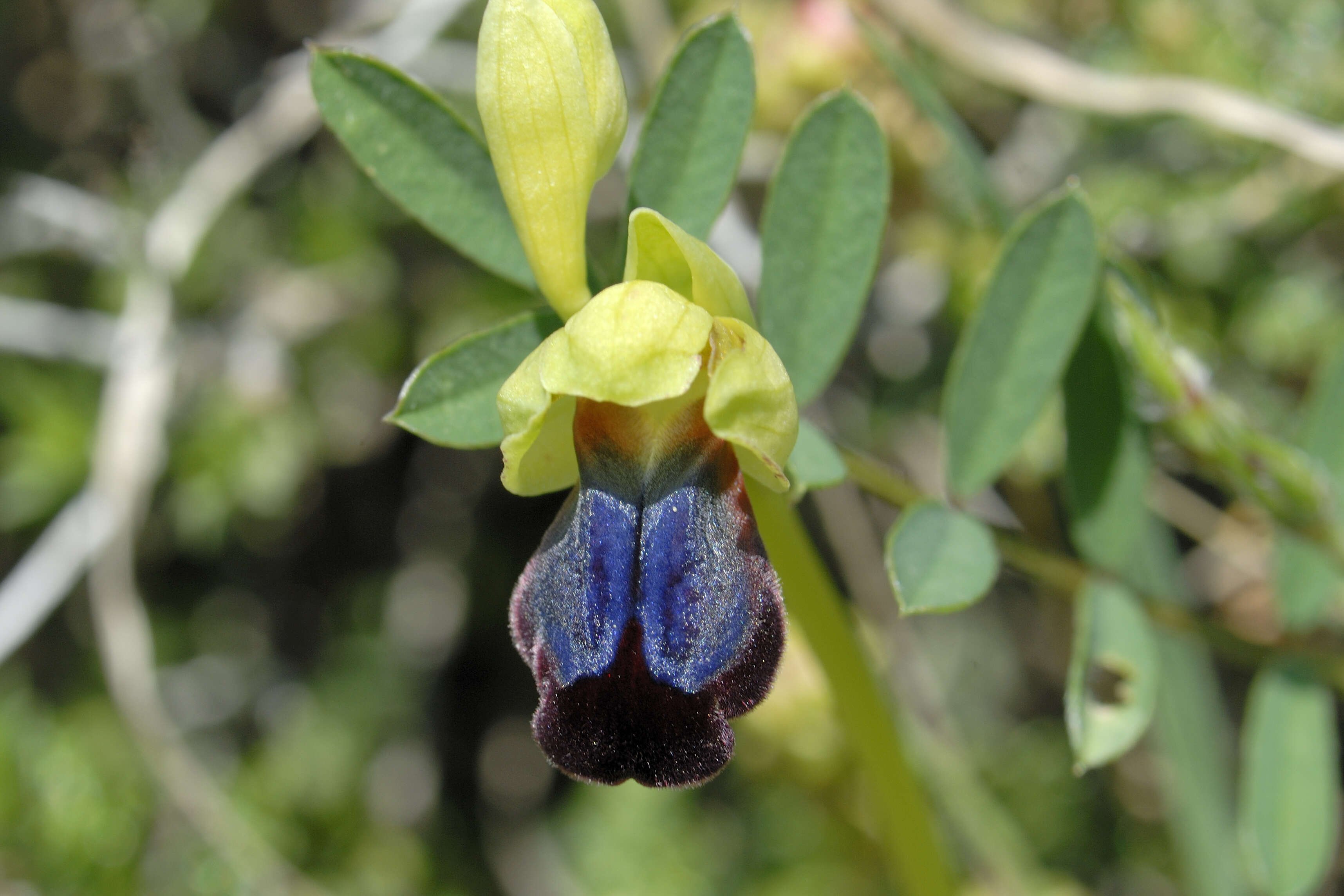 Image of Dark bee orchid