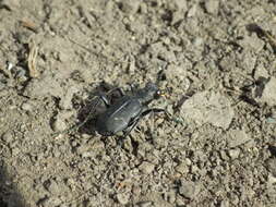 Image of Black-bellied tiger beetle