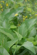 Image of goatsbeard