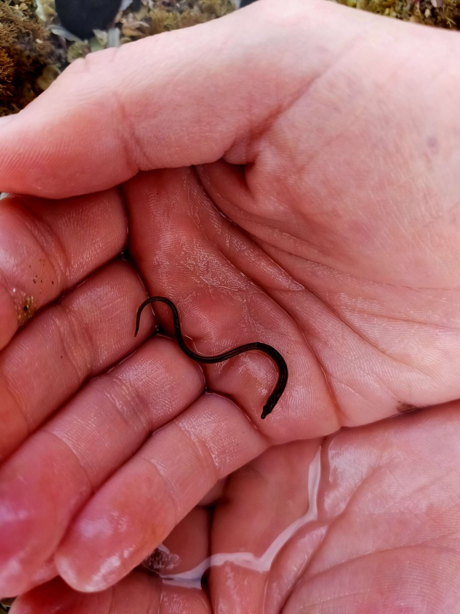 Image of Shortsnout pipefish