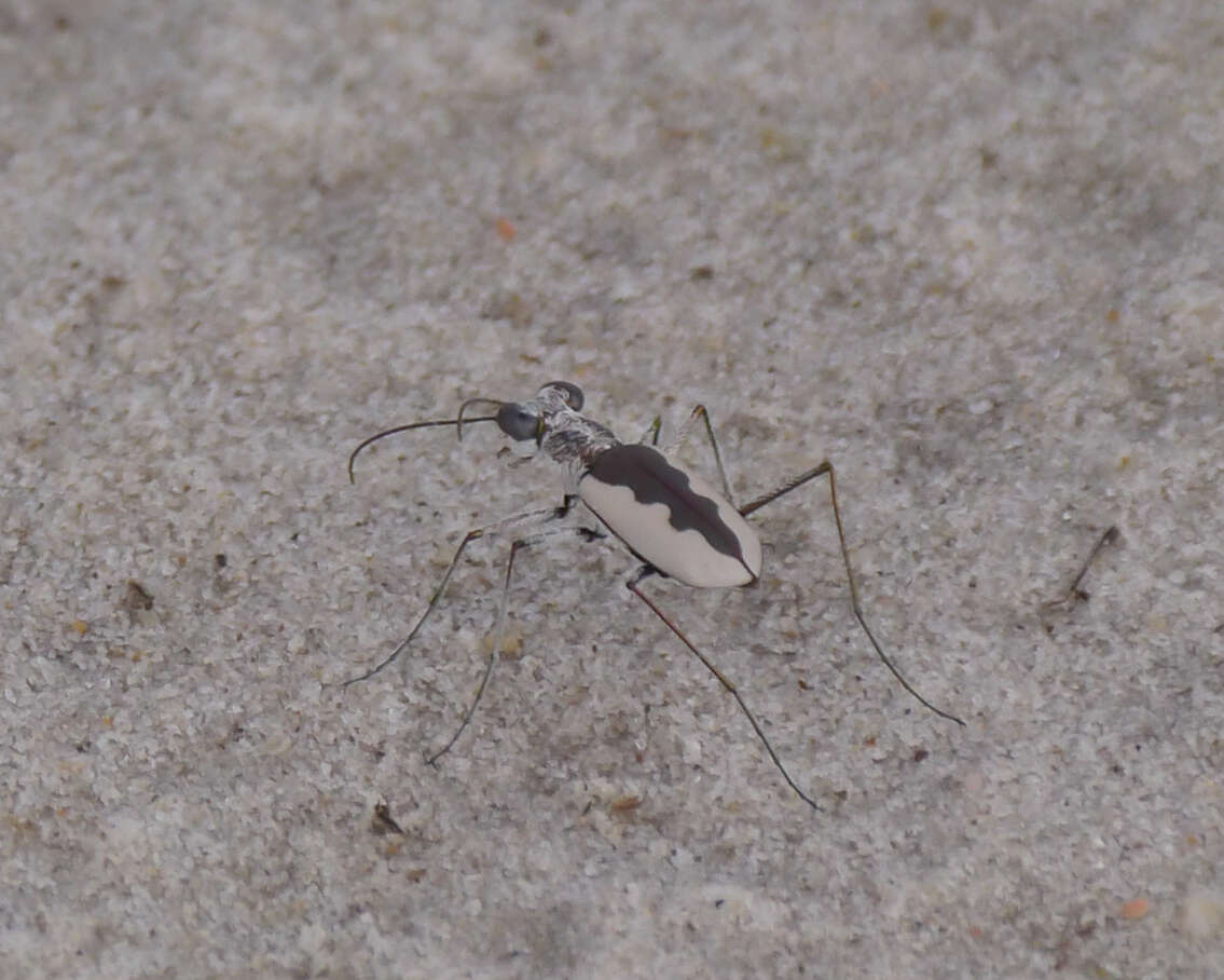 Image of White-cloaked Tiger Beetle