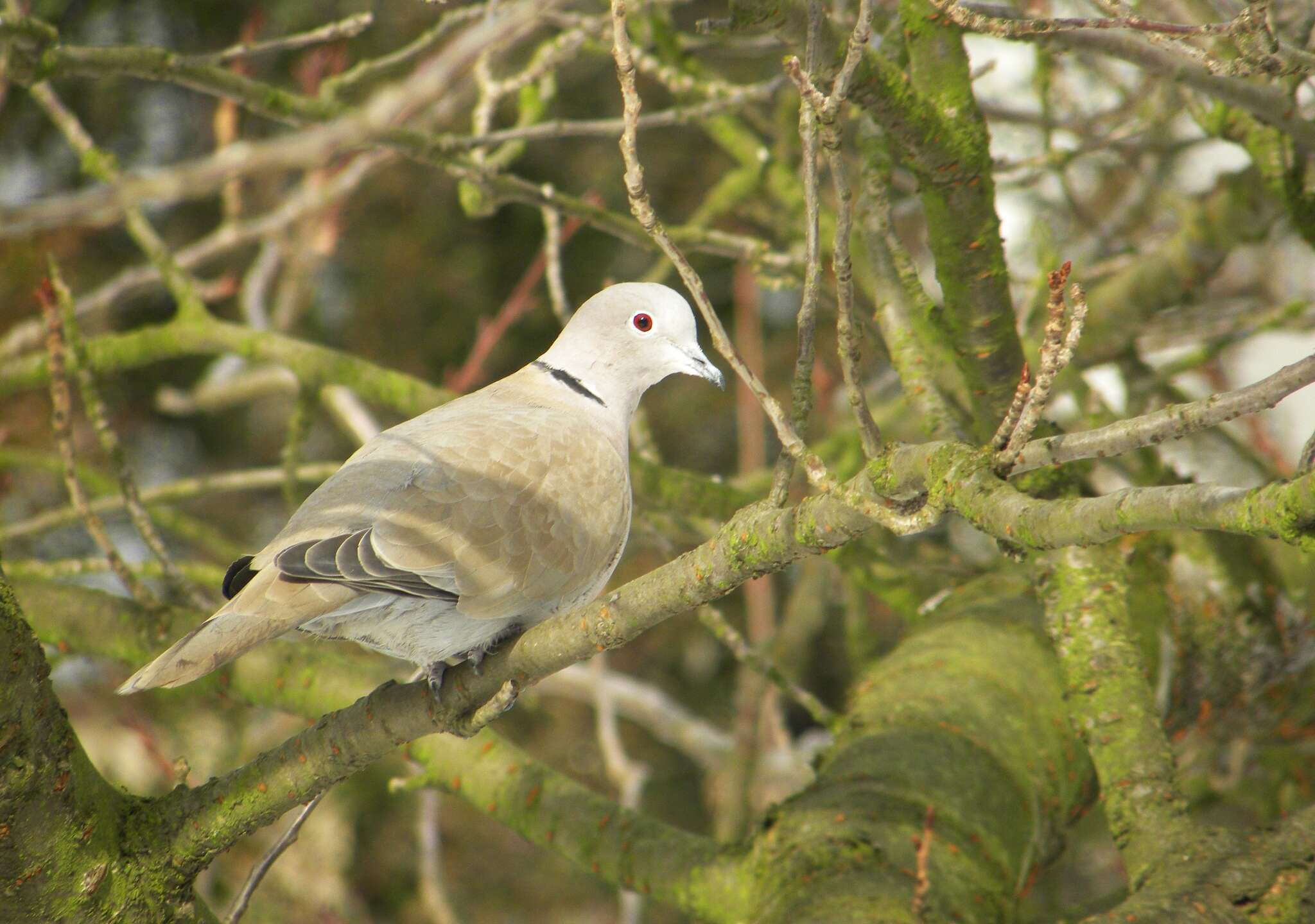 Image of Collared Dove