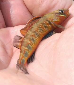 Image of Gilt Darter