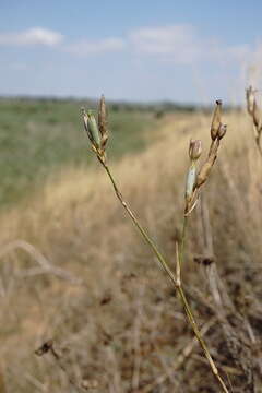 Image of Dianthus monadelphus subsp. pallens (Smith) Greuter & Burdet