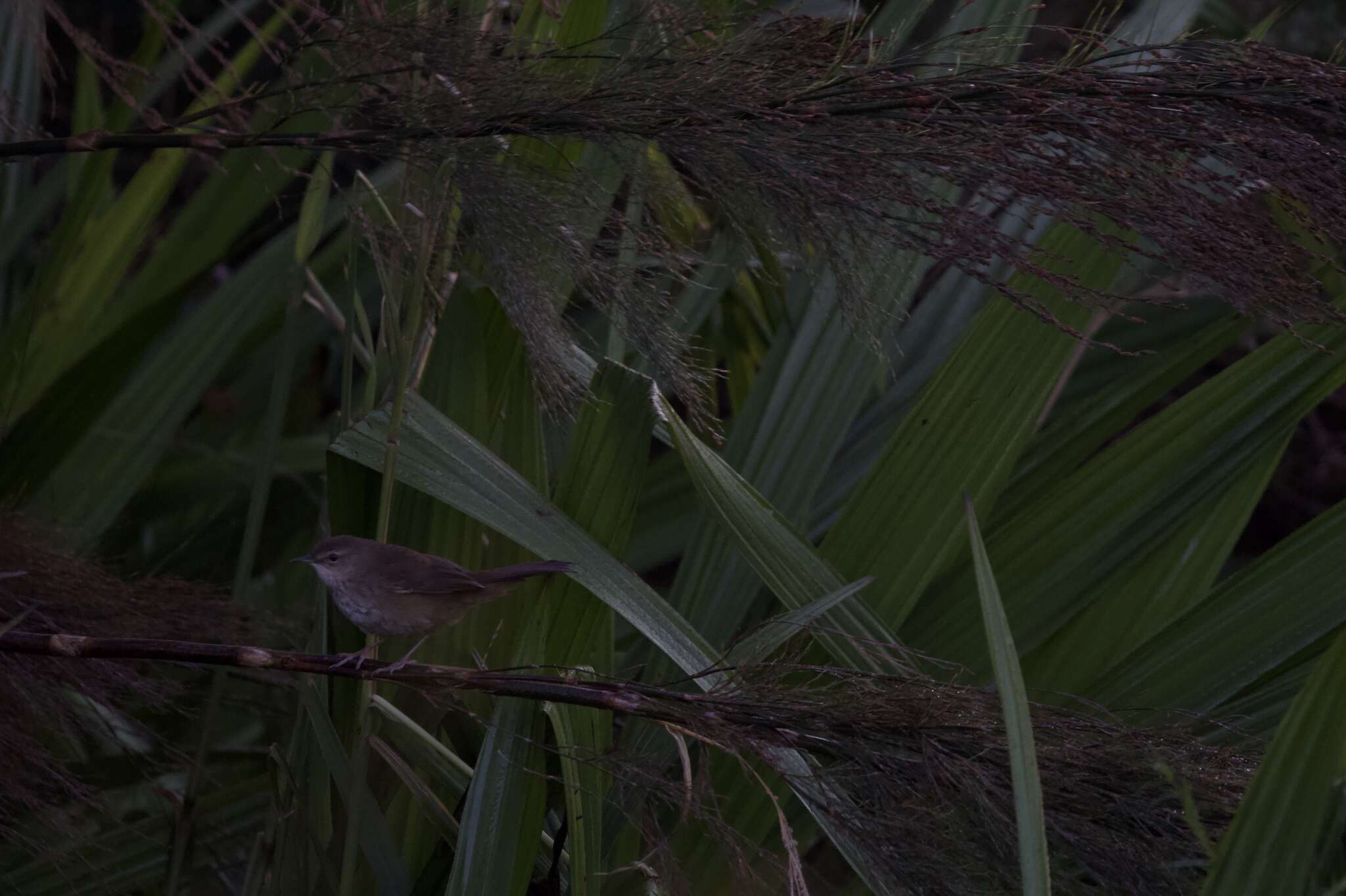 Image of African Bush-Warbler