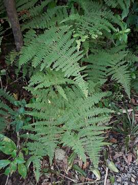 Image of Hypolepis rugosula subsp. lactea (Brownsey & Chinnock) Schwartsb.