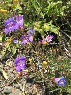 Image of bunchleaf penstemon