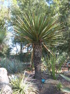 Sivun Yucca carnerosana (Trel.) McKelvey kuva