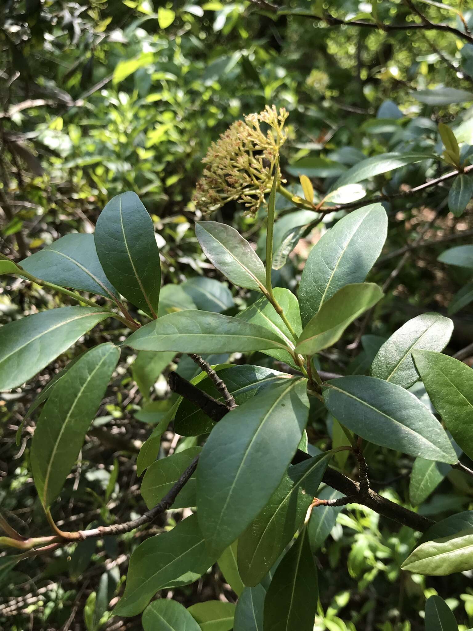 Viburnum nudum var. cassinoides (L.) Torr. & A. Gray的圖片