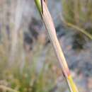 Tetraria bromoides (Lam.) H. Pfeiff. resmi