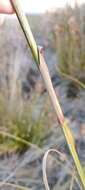 Image of Tetraria bromoides (Lam.) H. Pfeiff.