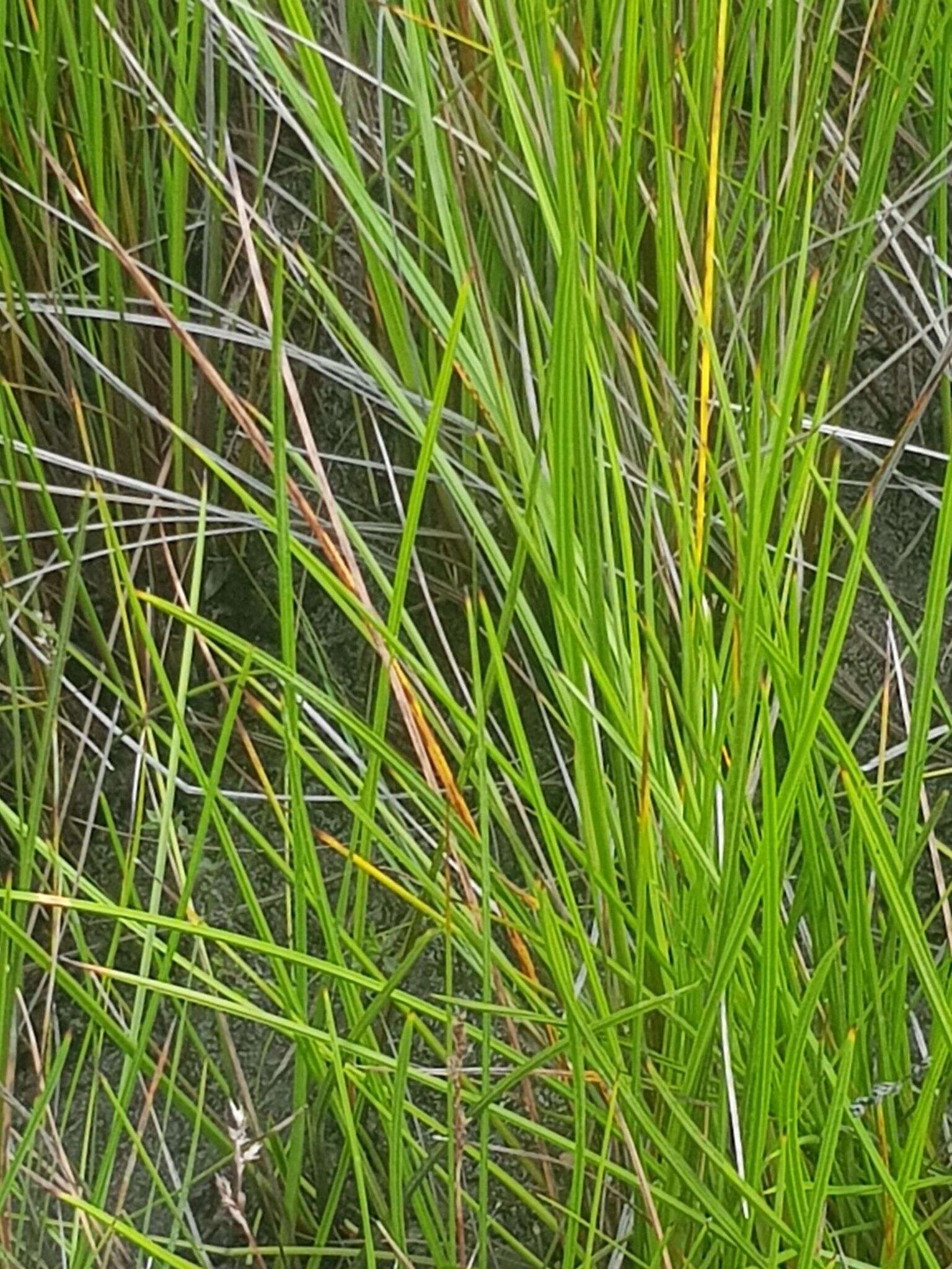 Imagem de Machaerina tetragona (Labill.) T. Koyama