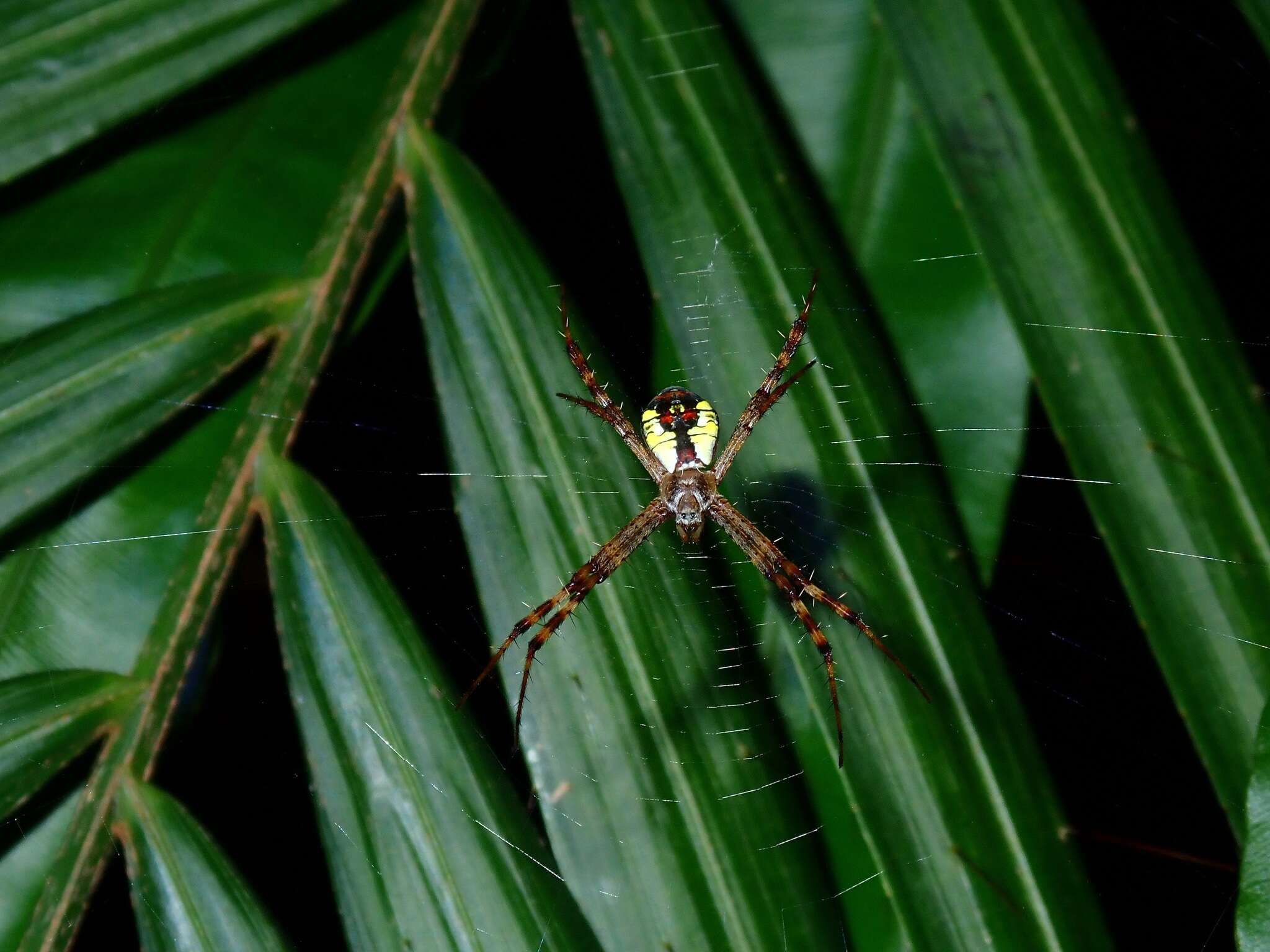 Image of Argiope perforata Schenkel 1963