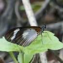 Image of Acraea lycoa Godart 1819