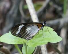 Image of Acraea lycoa Godart 1819