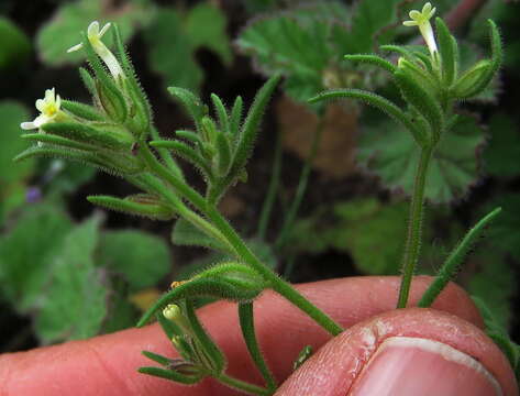 Image of Polycarena silenoides Harv. ex Benth.