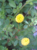 Image of field clover