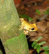 Image of Cayenne slender-legged tree frog